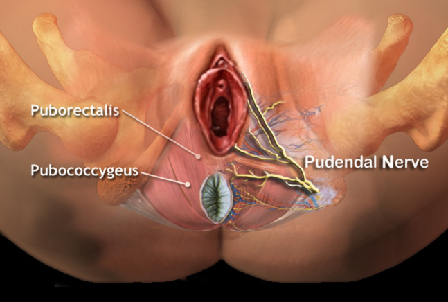 pudendal-nerve.png